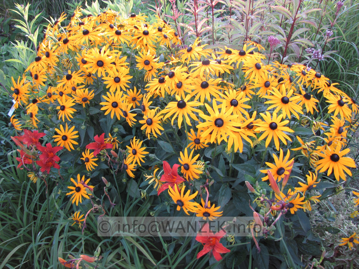 Rudbeckia sullivantii Goldsturm 02.JPG